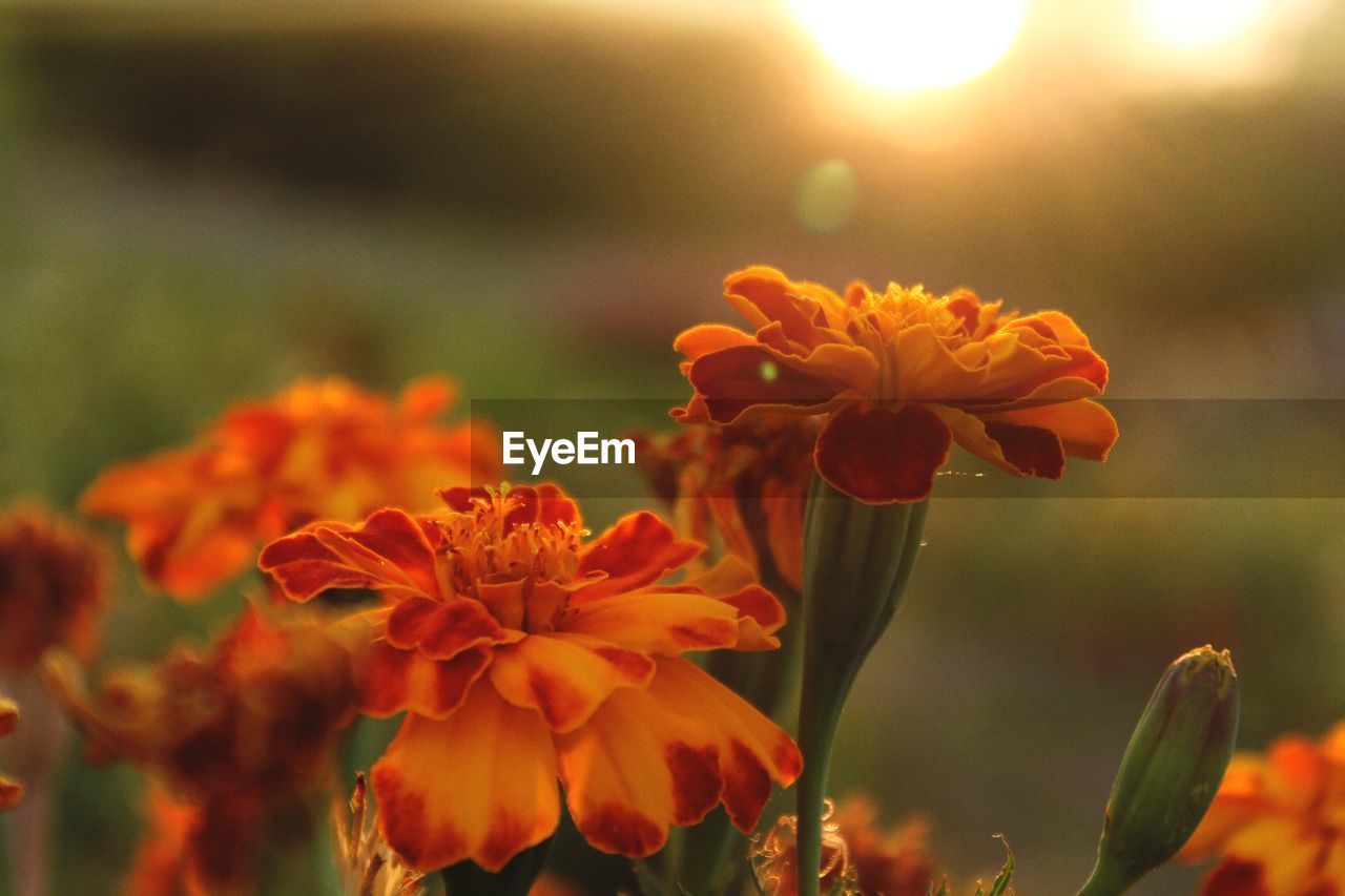 Close-up of orange flowering plant