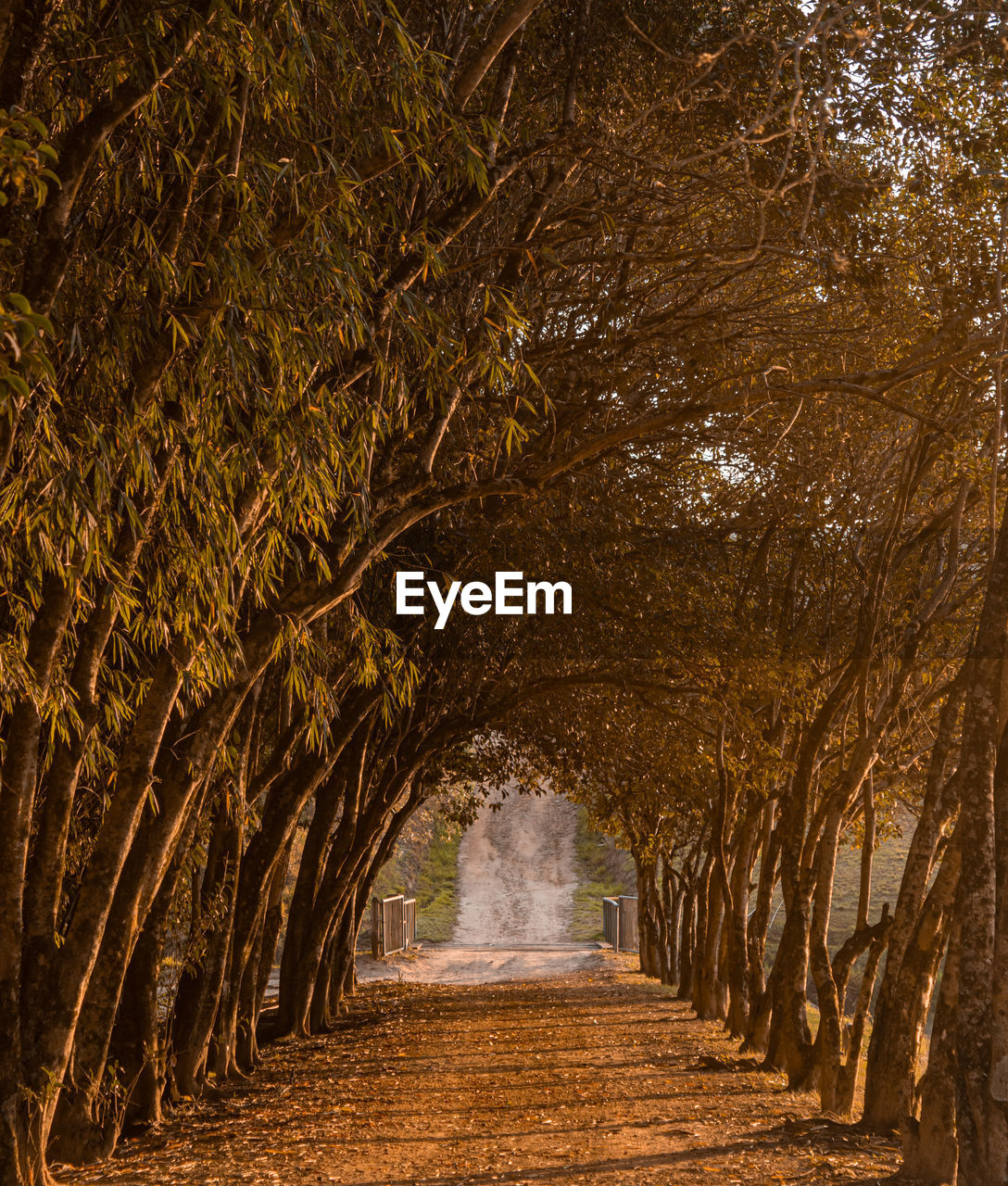 Empty footpath in park