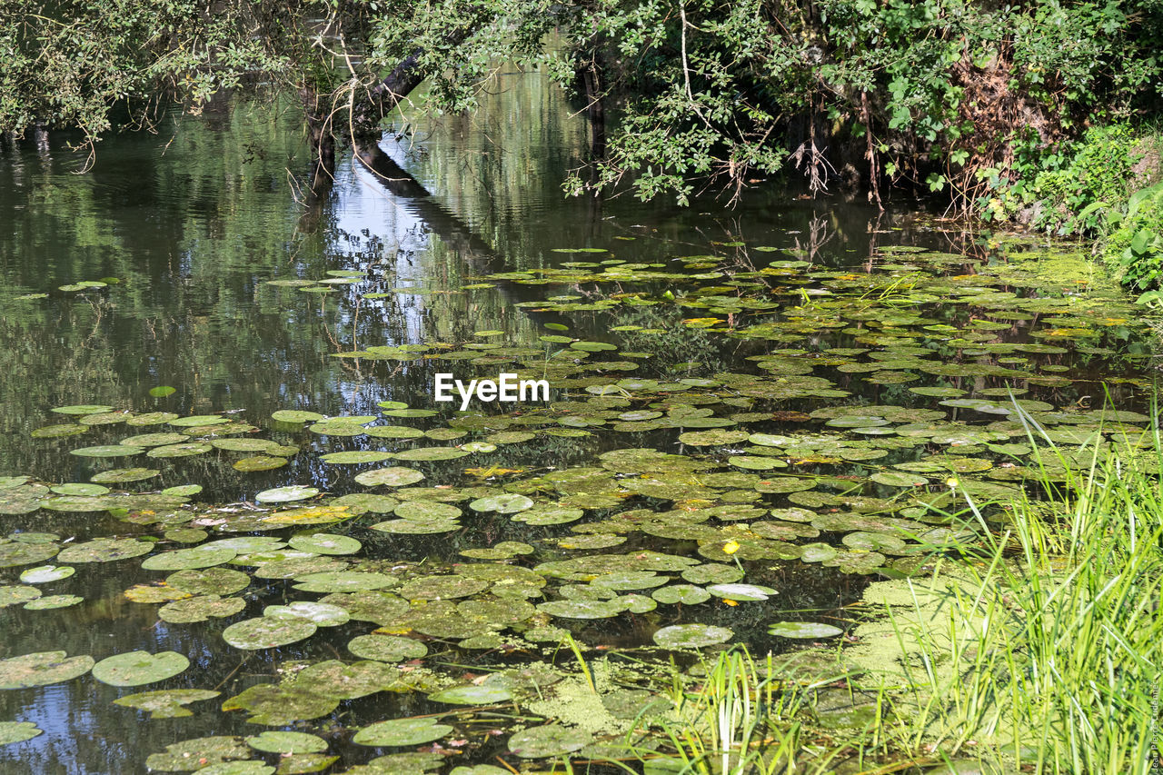 WATER LILIES IN POND