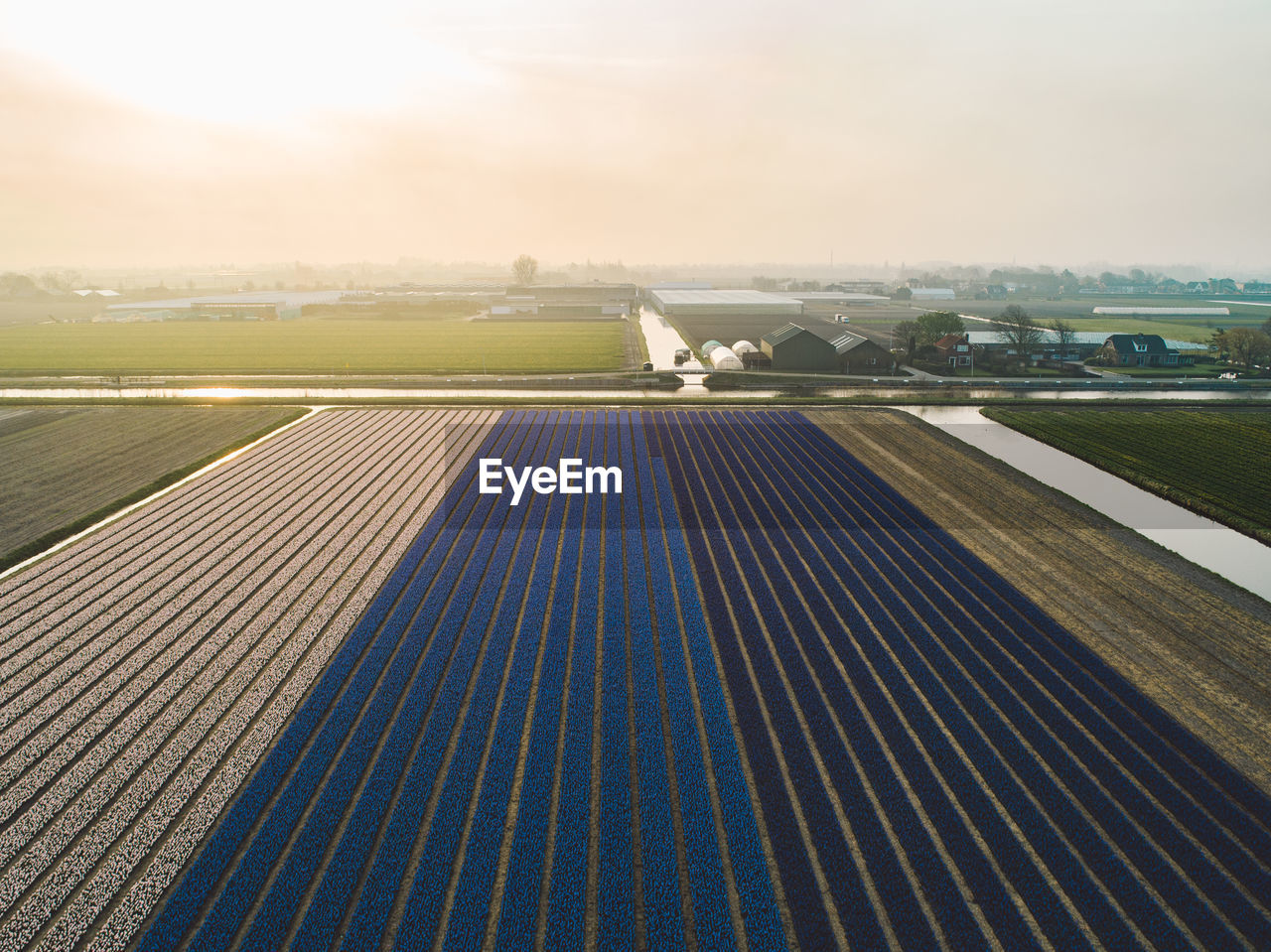 Aerial view of hyacinth flowers field 