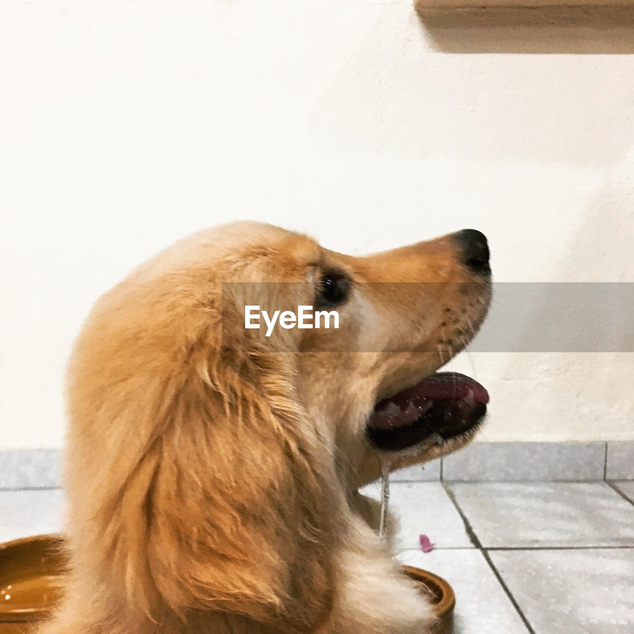 CLOSE-UP OF DOG
