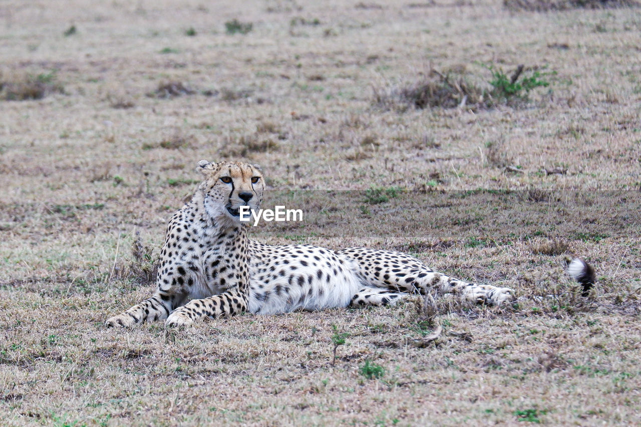 Cheetah with a full belly relaxes in the maasai mara, kenya