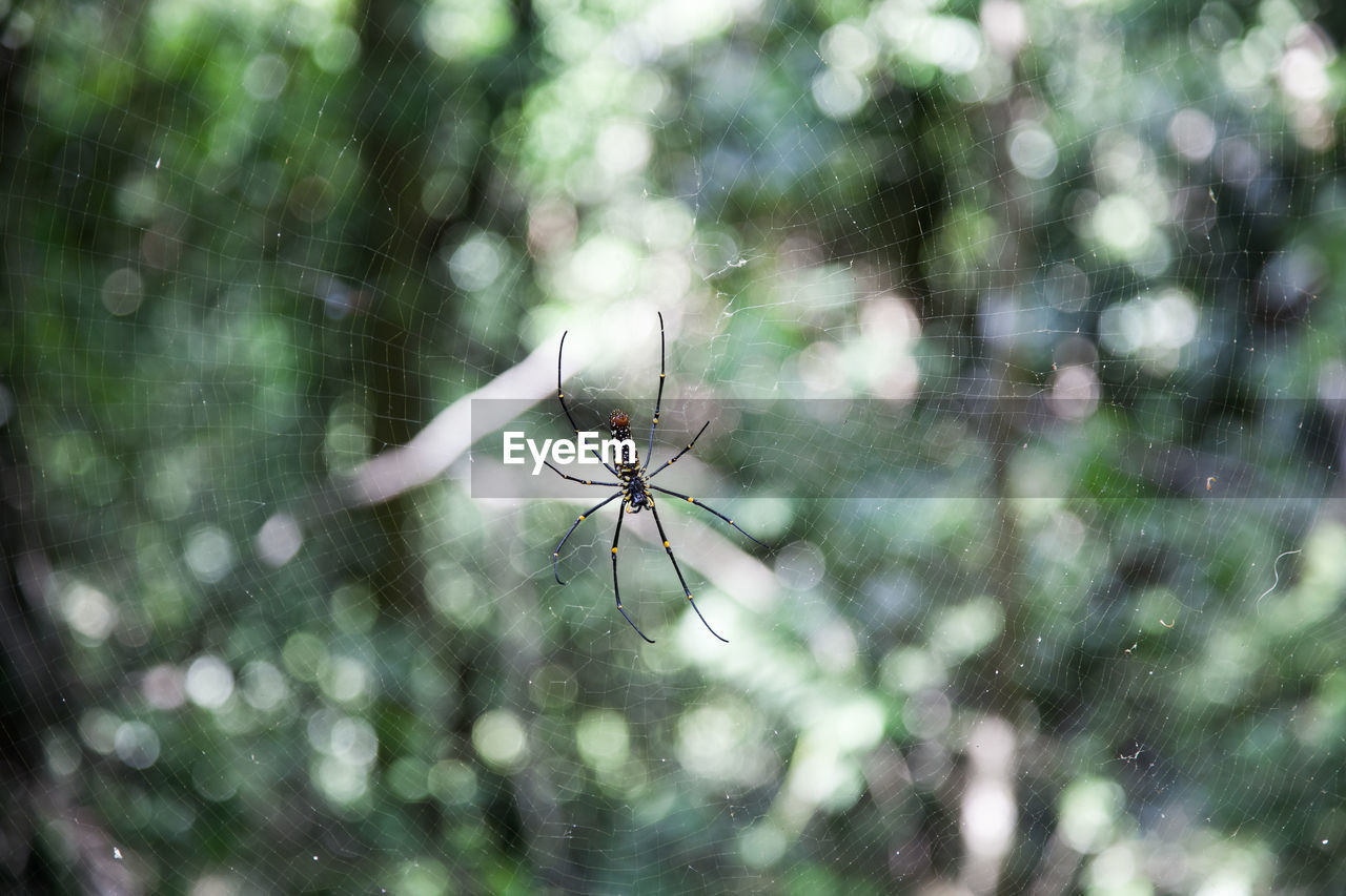 CLOSE-UP OF SPIDER WEB