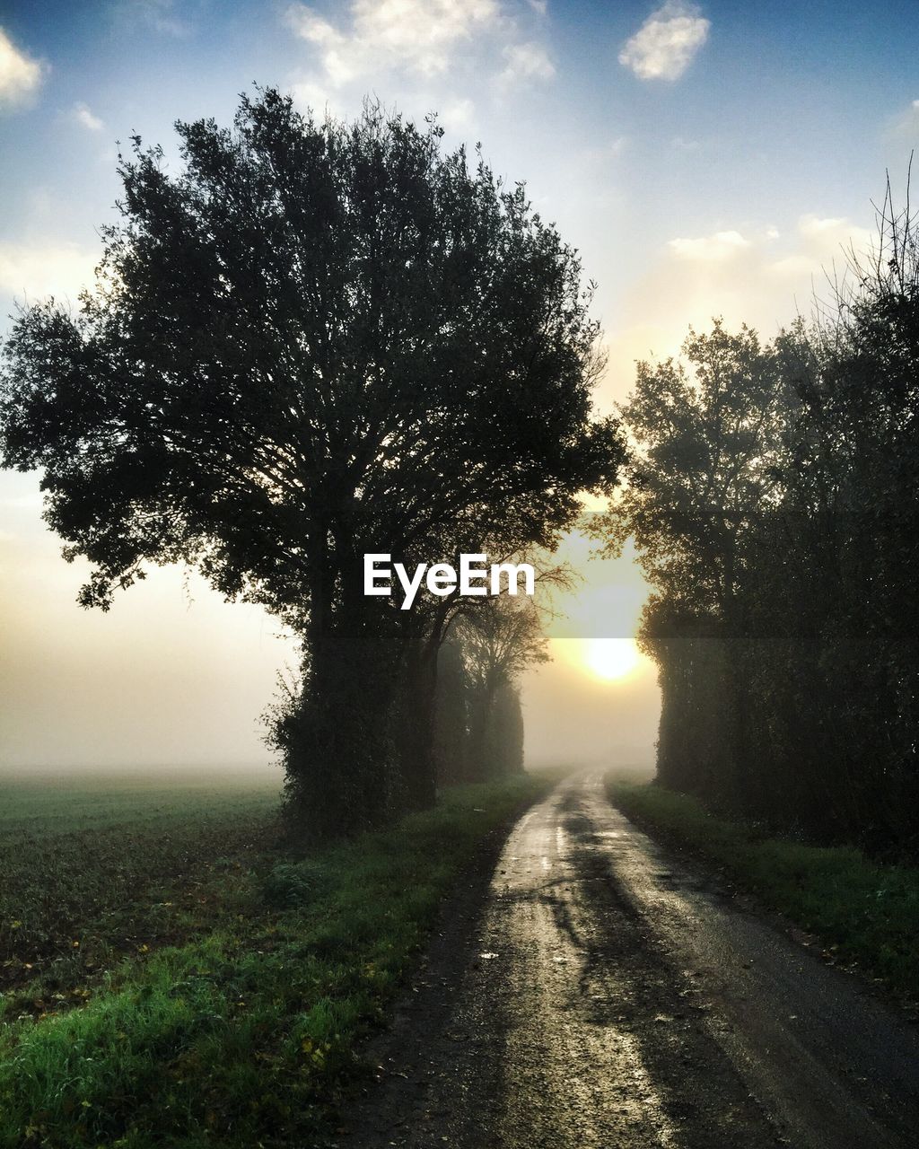 Road amidst trees on field against sky during sunset