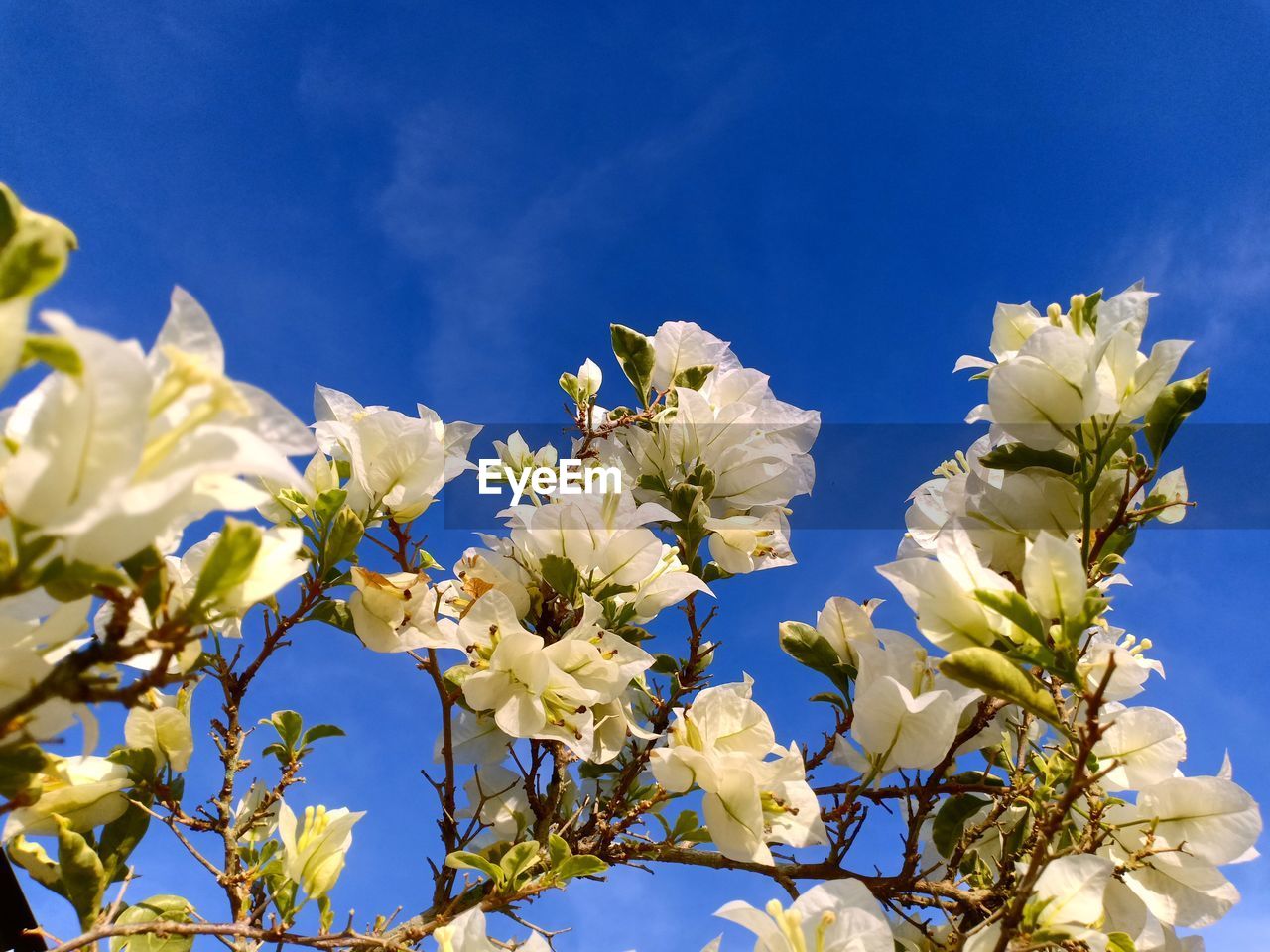 LOW ANGLE VIEW OF CHERRY BLOSSOMS AGAINST BLUE SKY