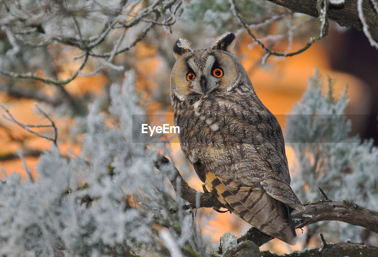 Close-up of owl on tree