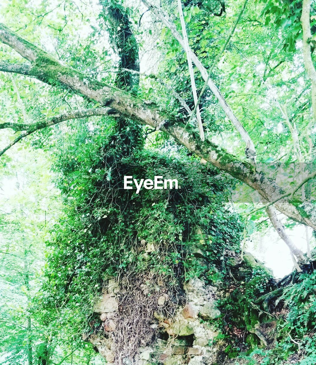 FULL FRAME SHOT OF TREE AGAINST SKY