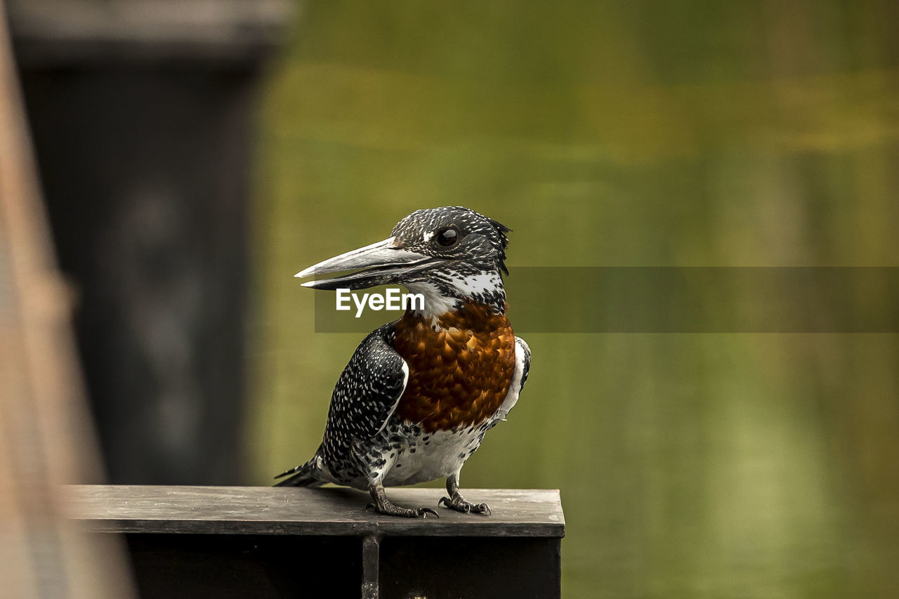 Close-up of bird perching on wood