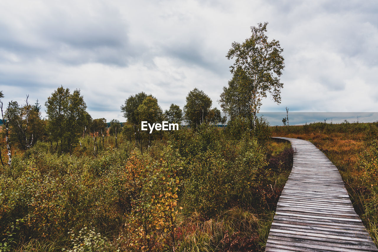 Moorland landscape of the high fens in autumn, belgium.