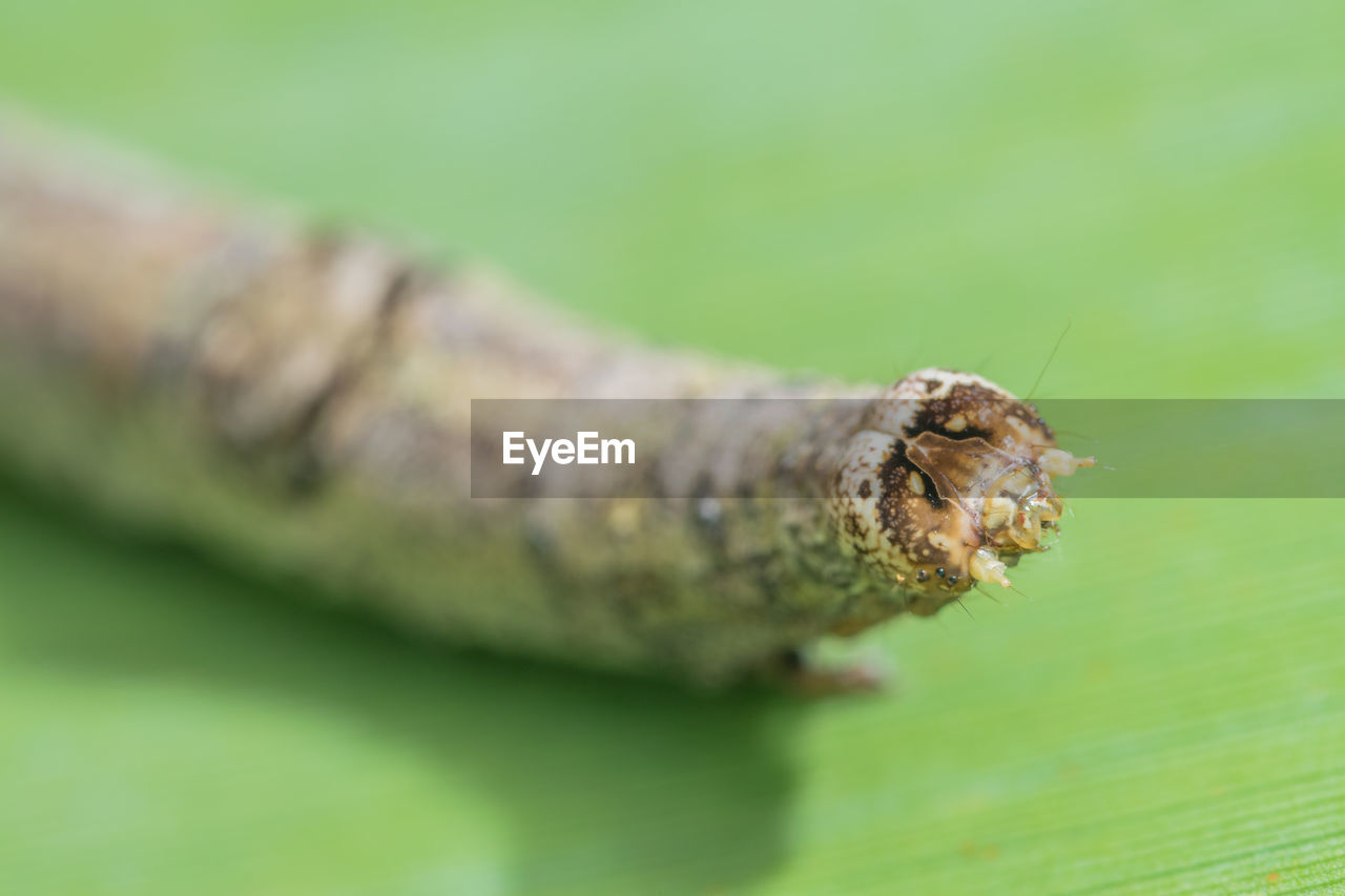 Close-up of caterpillar on leaf