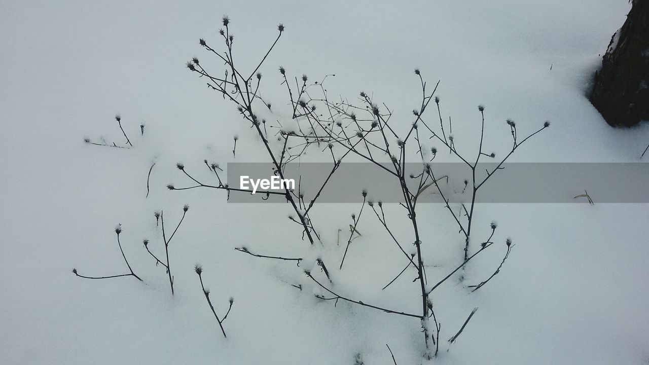 CLOSE-UP OF BIRDS AGAINST SKY