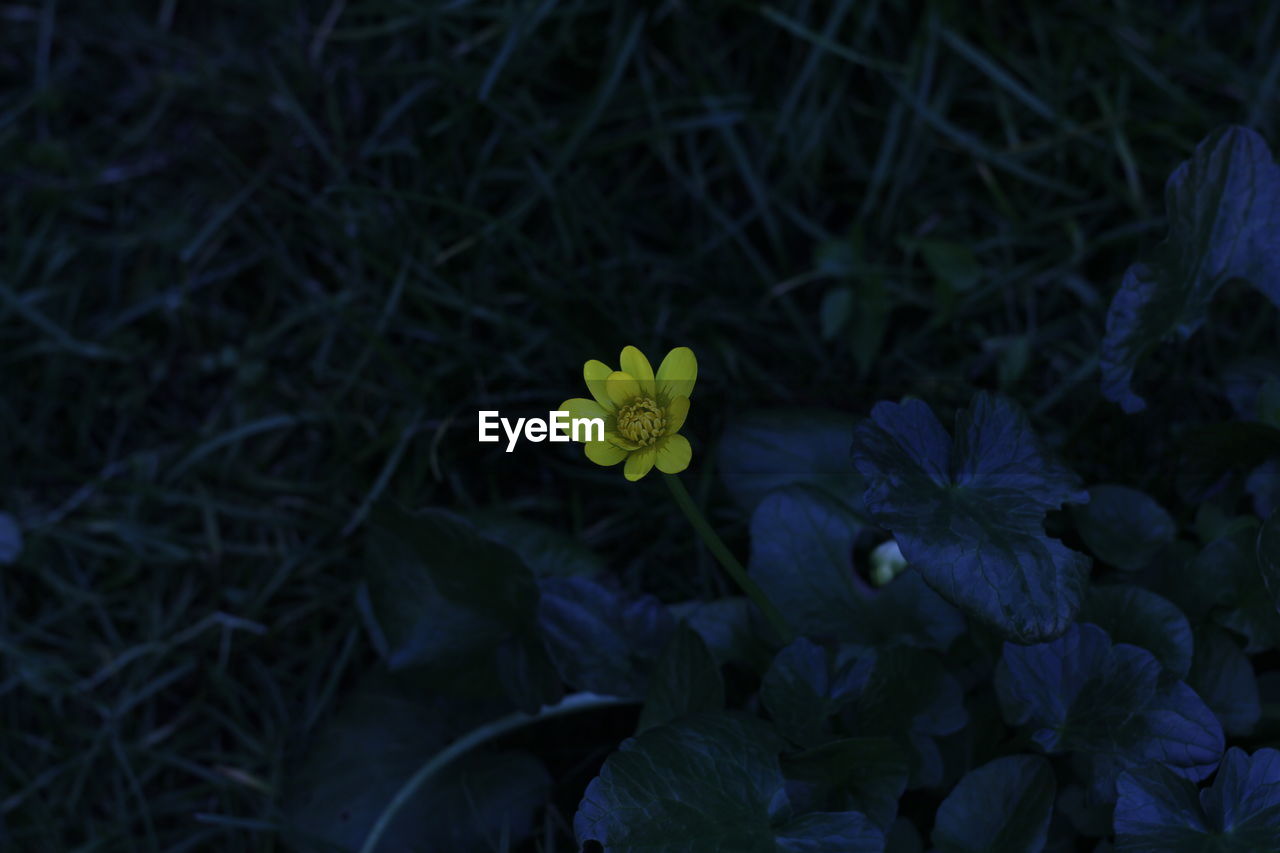 HIGH ANGLE VIEW OF YELLOW FLOWERING PLANTS ON LAND