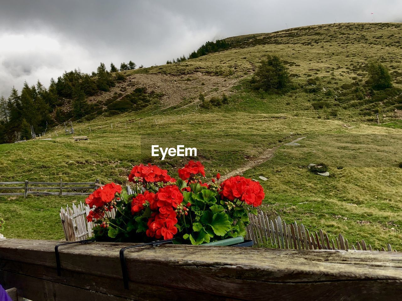 FLOWERS ON PLANT AGAINST MOUNTAIN