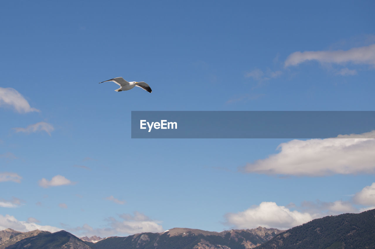 Low angle view of birds flying in sky