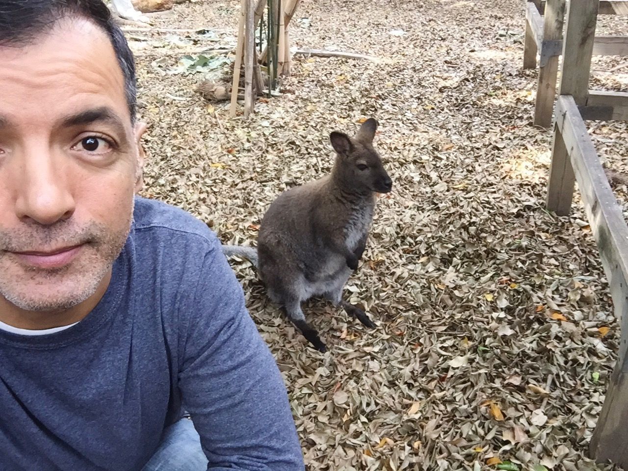 Portrait of man against kangaroo at zoo