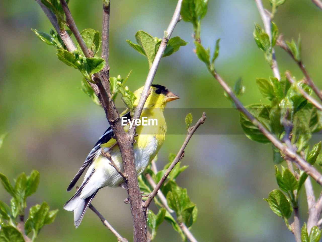 Close-up of songbird perching on tree