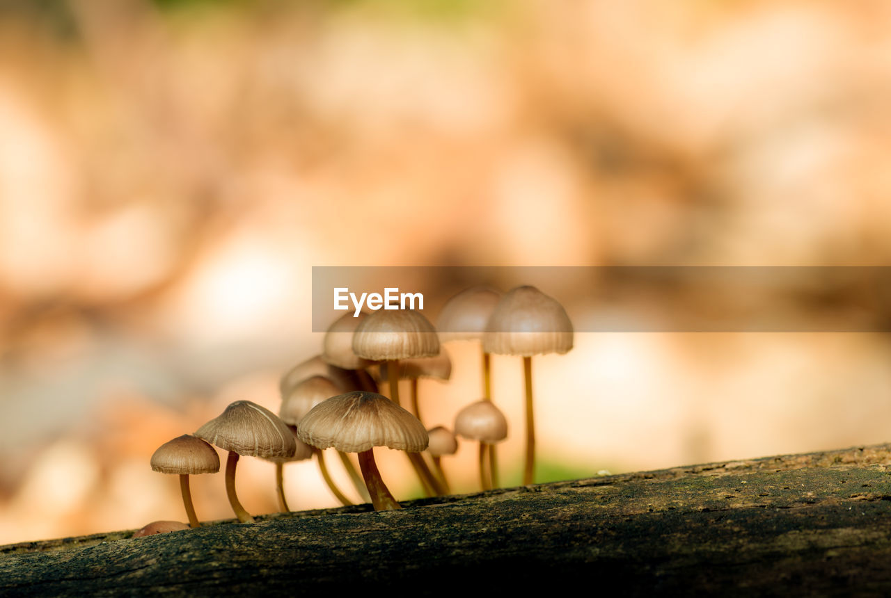 Close-up of mushrooms growing on tree trunk