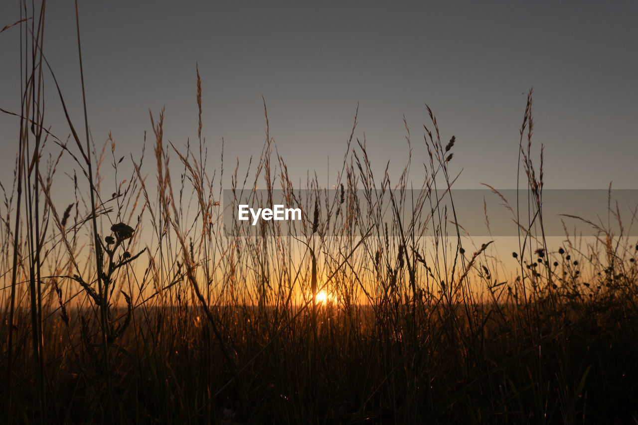 sky, sunset, plant, beauty in nature, nature, tranquility, silhouette, landscape, scenics - nature, grass, tranquil scene, land, growth, no people, field, environment, sun, idyllic, non-urban scene, sunlight, horizon, dusk, rural scene, outdoors, cereal plant, crop, back lit, orange color, agriculture, prairie, twilight, water, evening, dramatic sky, cloud