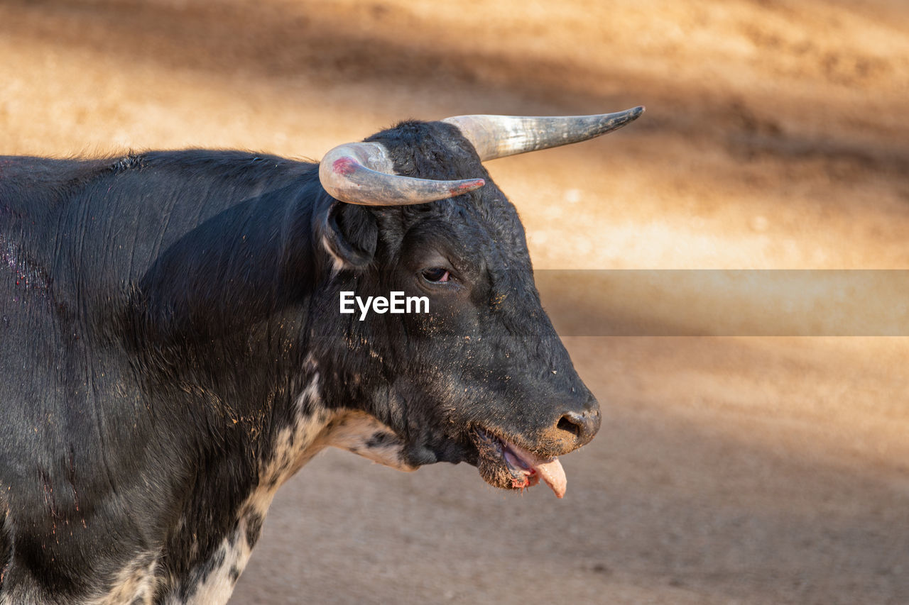 close-up of cow on field