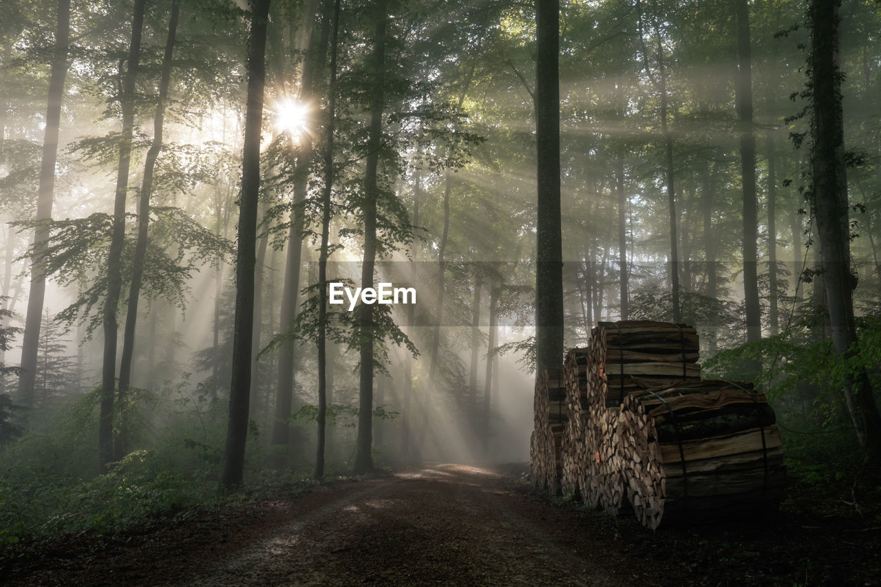 Sunlight beaming through forest trees