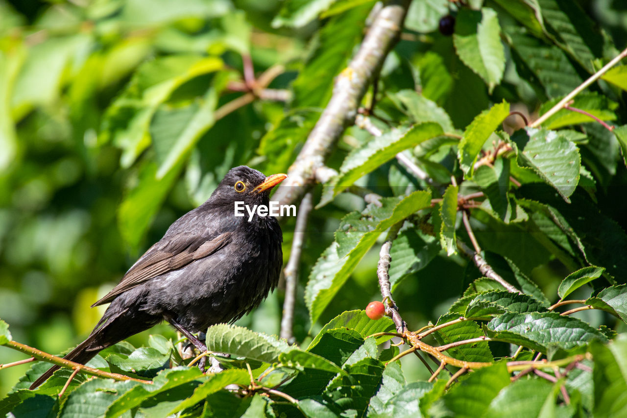 Blackbird is enjoying the sun on in a tree