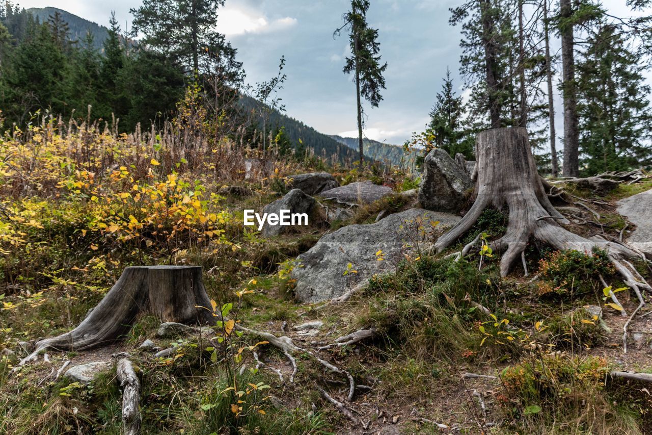 Trees on field in forest against sky