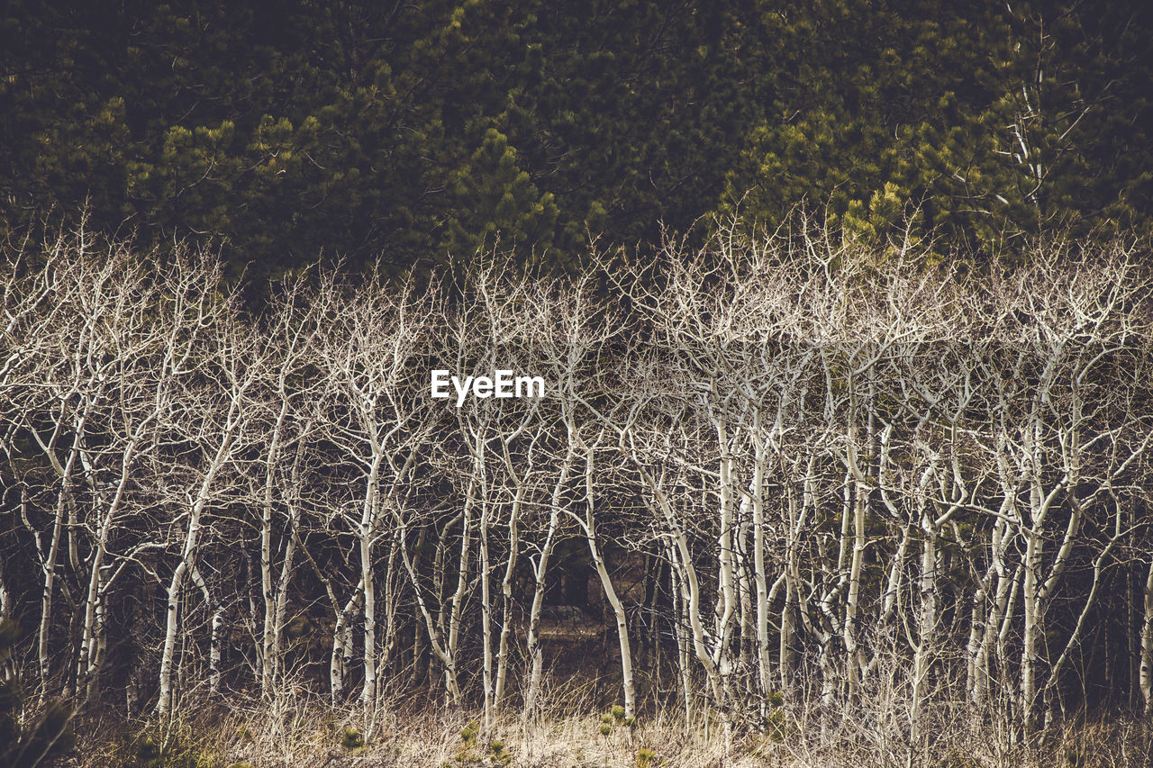 View of trees on field in forest