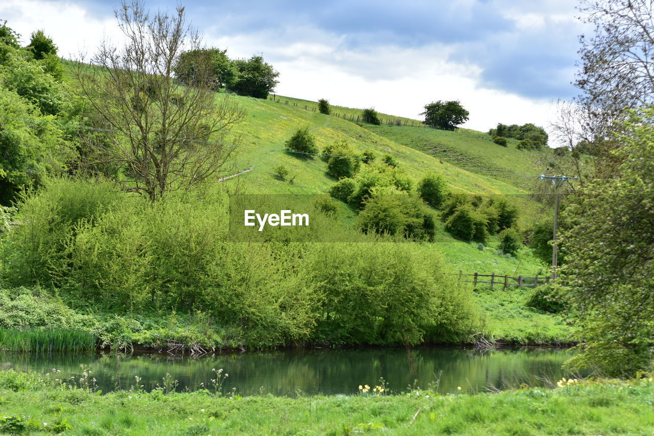 SCENIC VIEW OF LAKE AND TREES