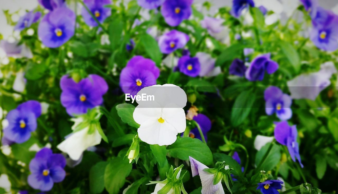 CLOSE-UP OF PURPLE FLOWERS AGAINST BLURRED BACKGROUND