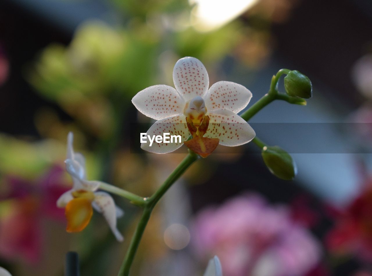 Close-up of flowers blooming outdoors