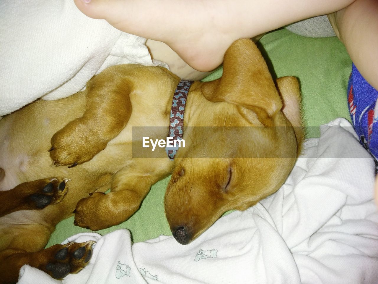 CLOSE-UP OF DOG LYING DOWN ON BED