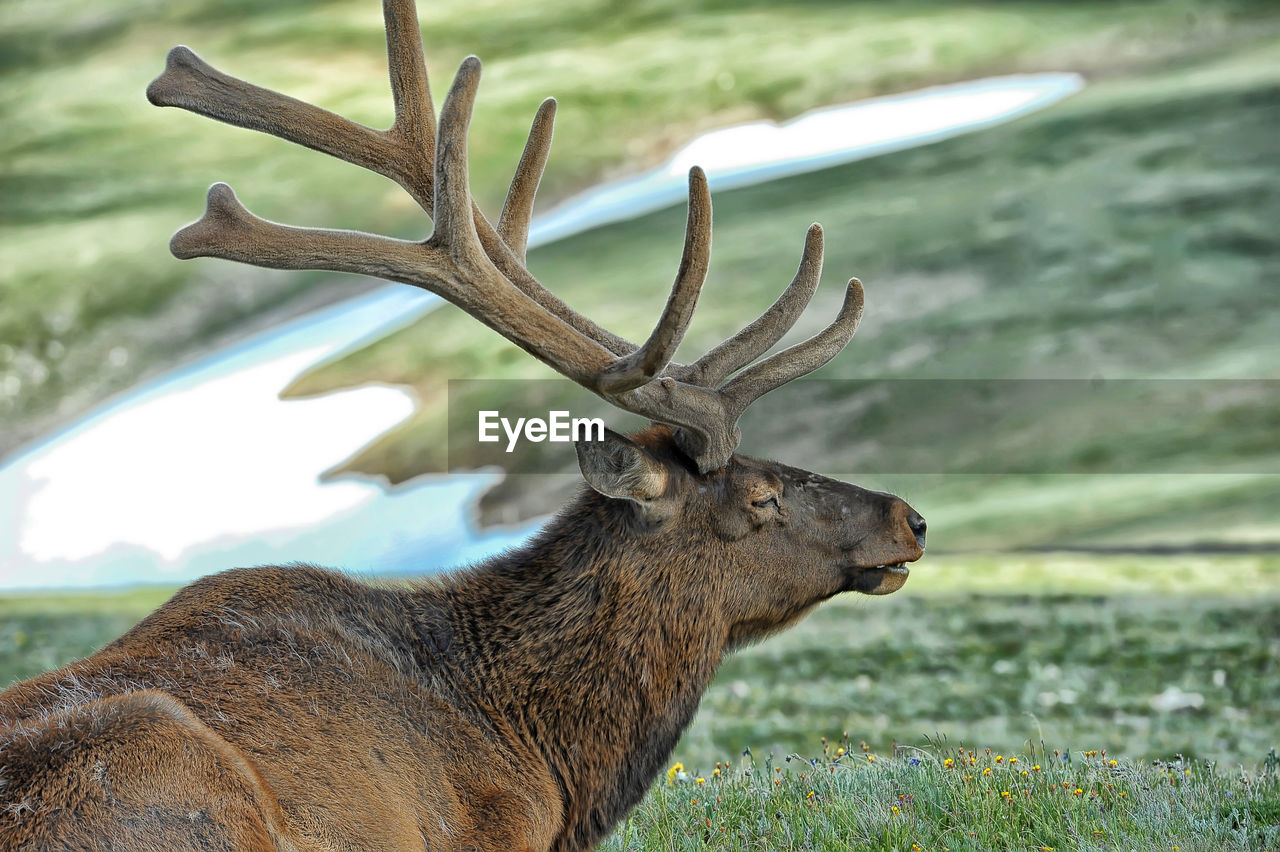 CLOSE-UP OF DEER