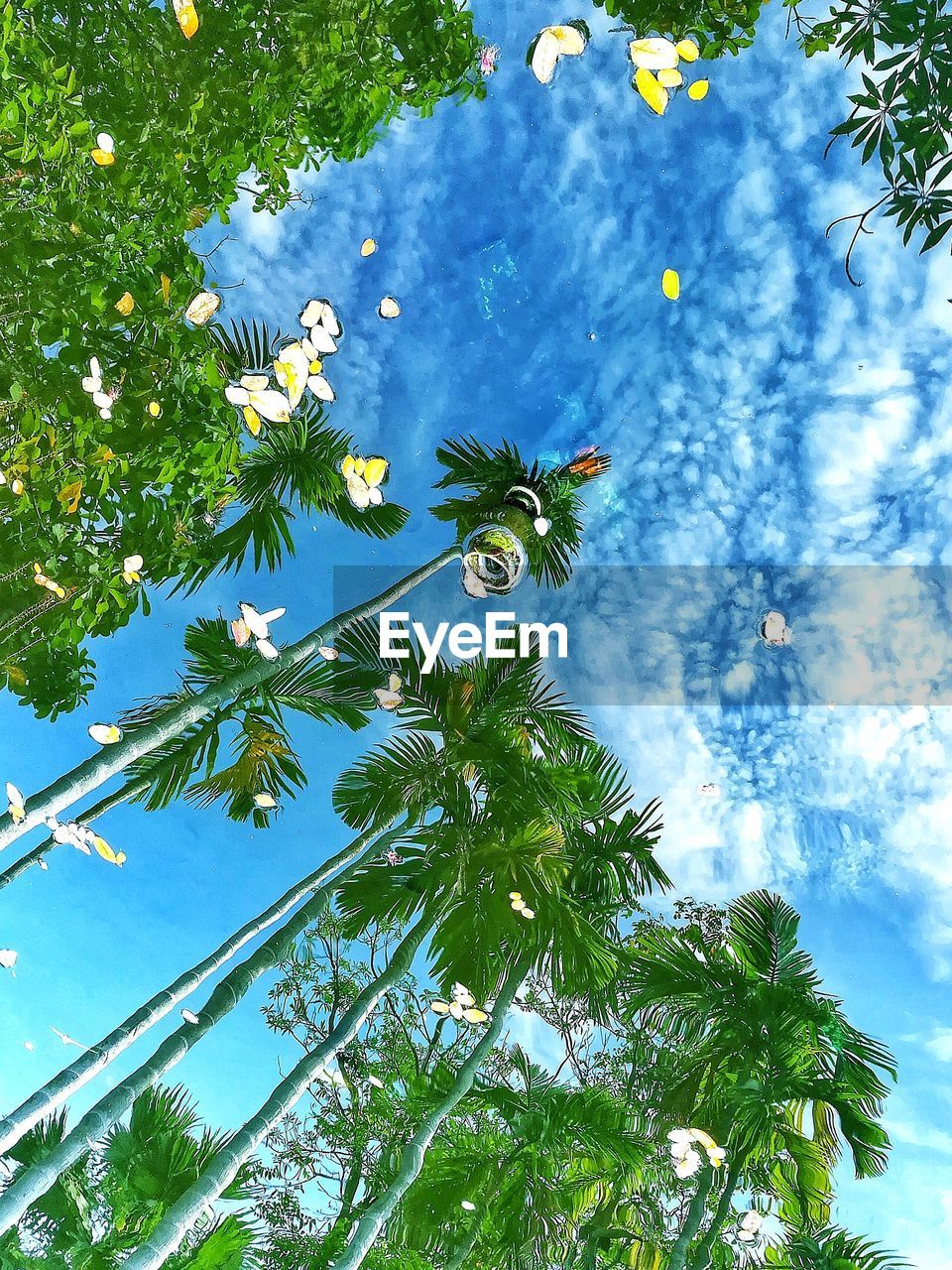 LOW ANGLE VIEW OF PALM TREES AGAINST BLUE SKY