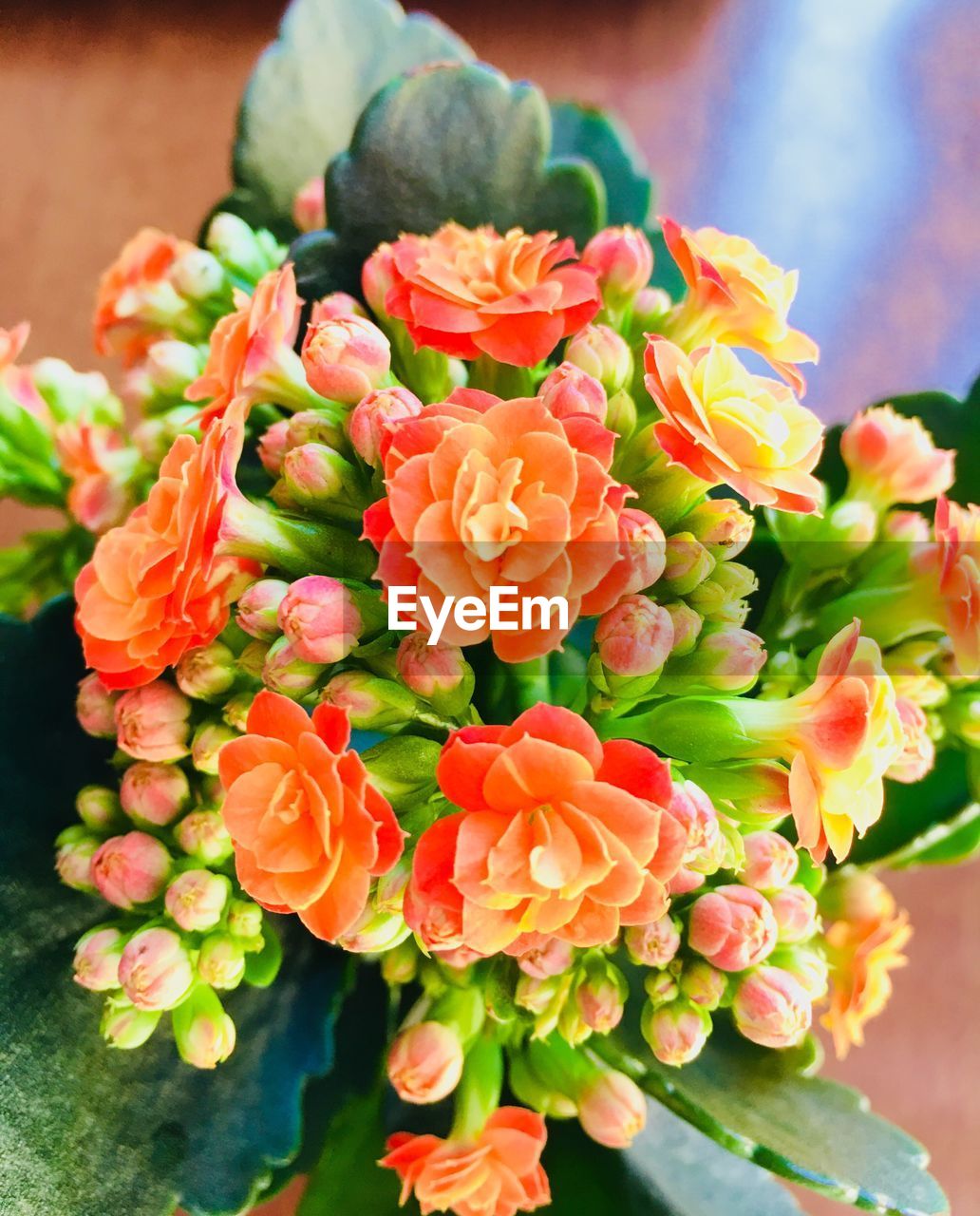 CLOSE-UP OF FLOWERS BLOOMING