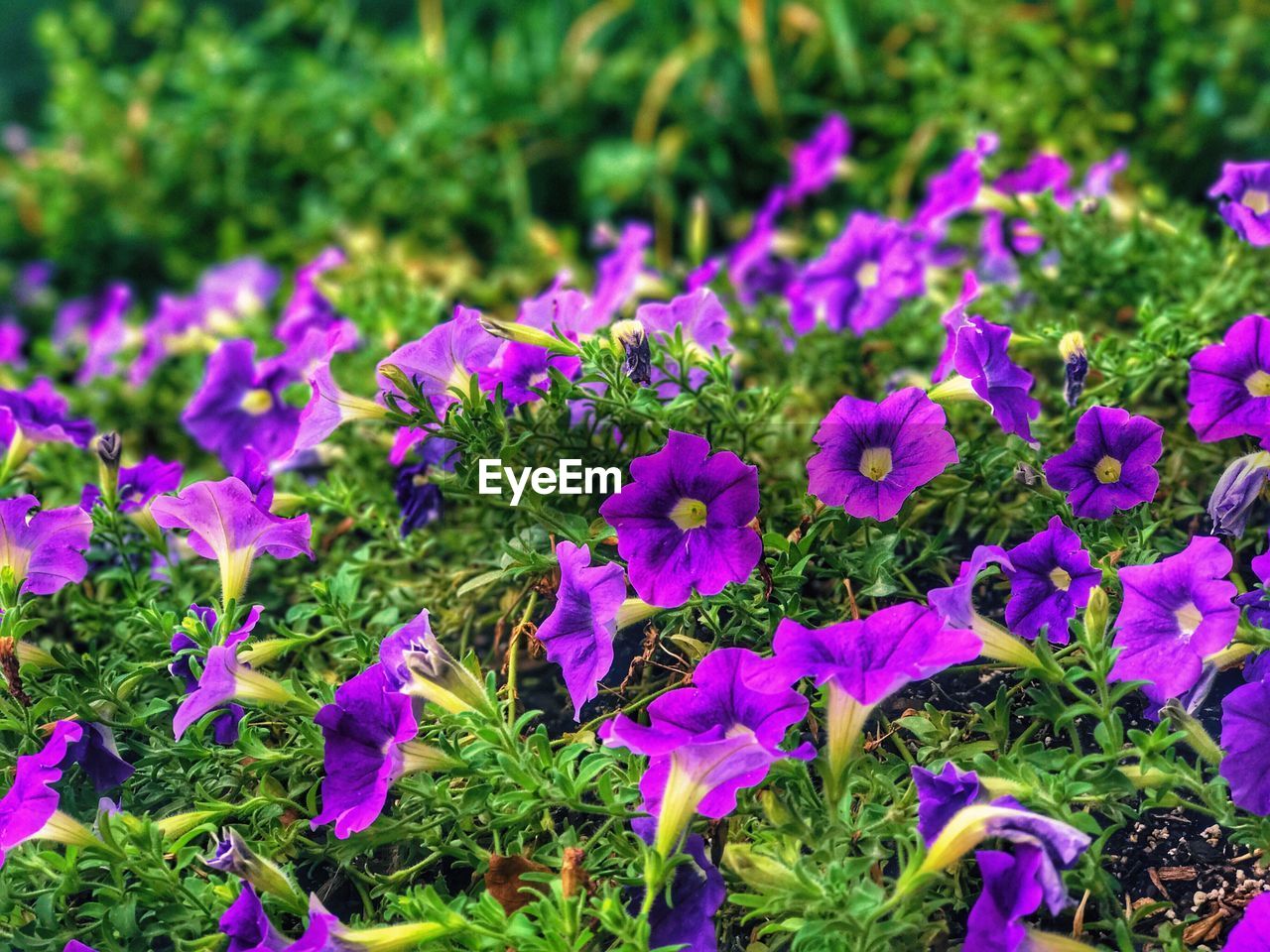 CLOSE-UP OF FLOWERS BLOOMING ON PLANT AT FIELD