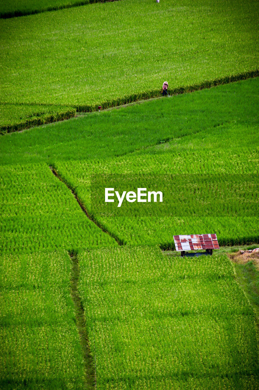 High angle view of agricultural field