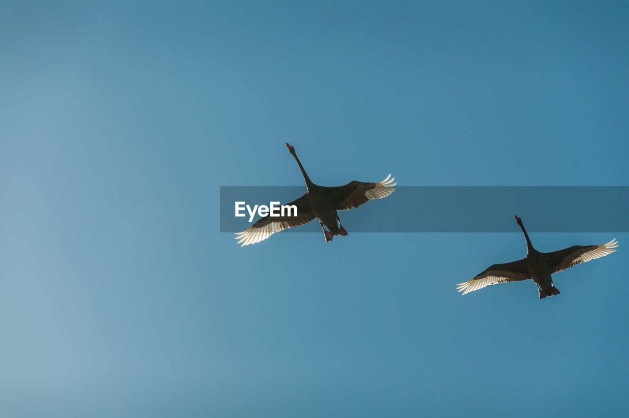 Low angle view of seagulls flying against clear blue sky