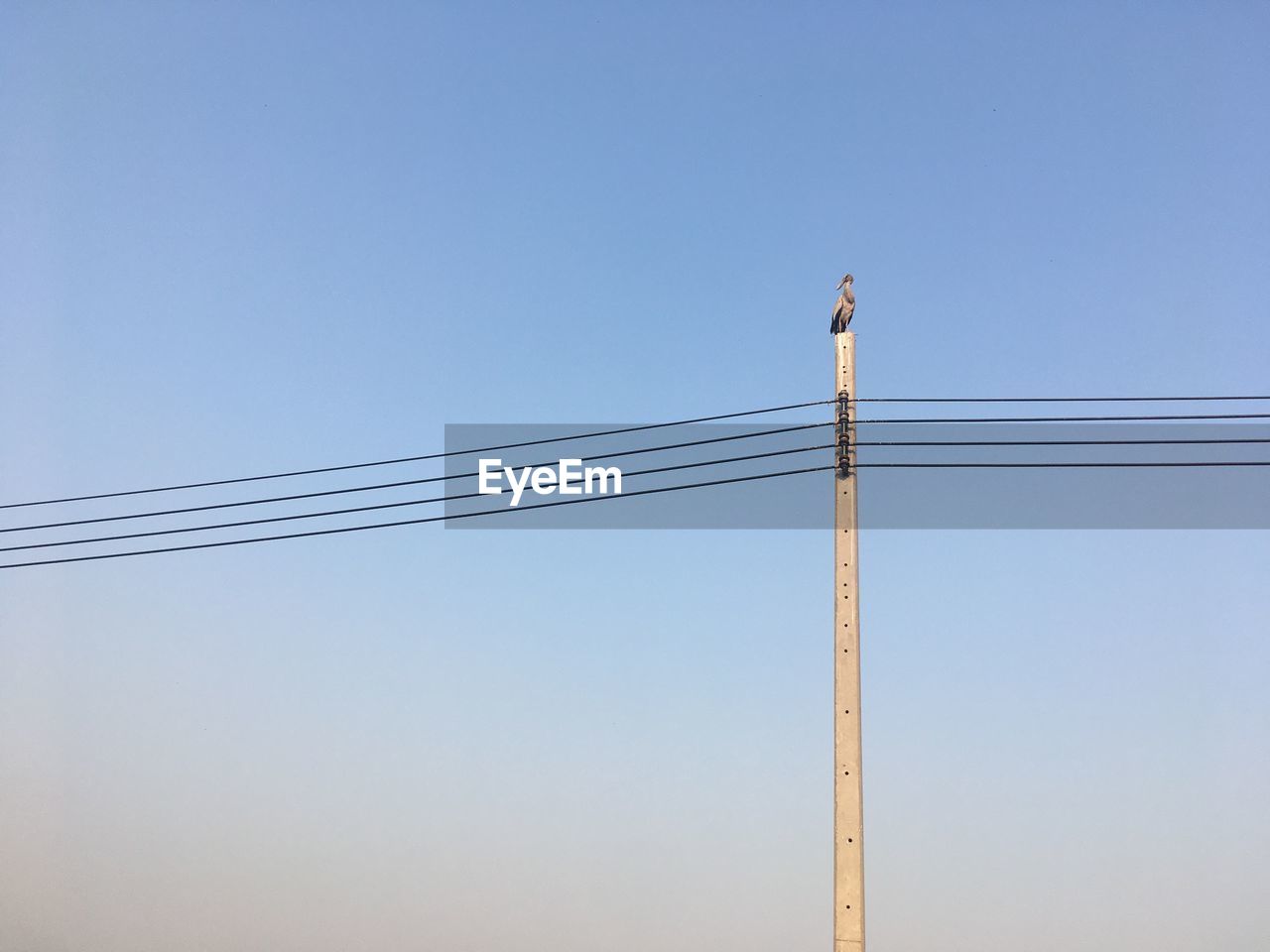 LOW ANGLE VIEW OF BIRD PERCHING ON CABLE AGAINST CLEAR BLUE SKY