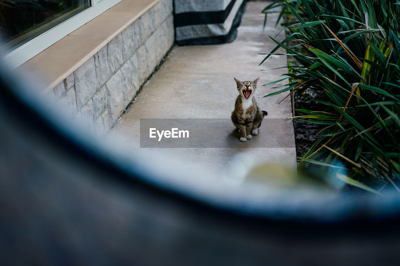 High angle view of funny cat with mouth open sitting by the wall