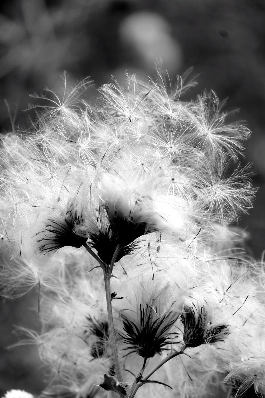 Close-up of dandelion