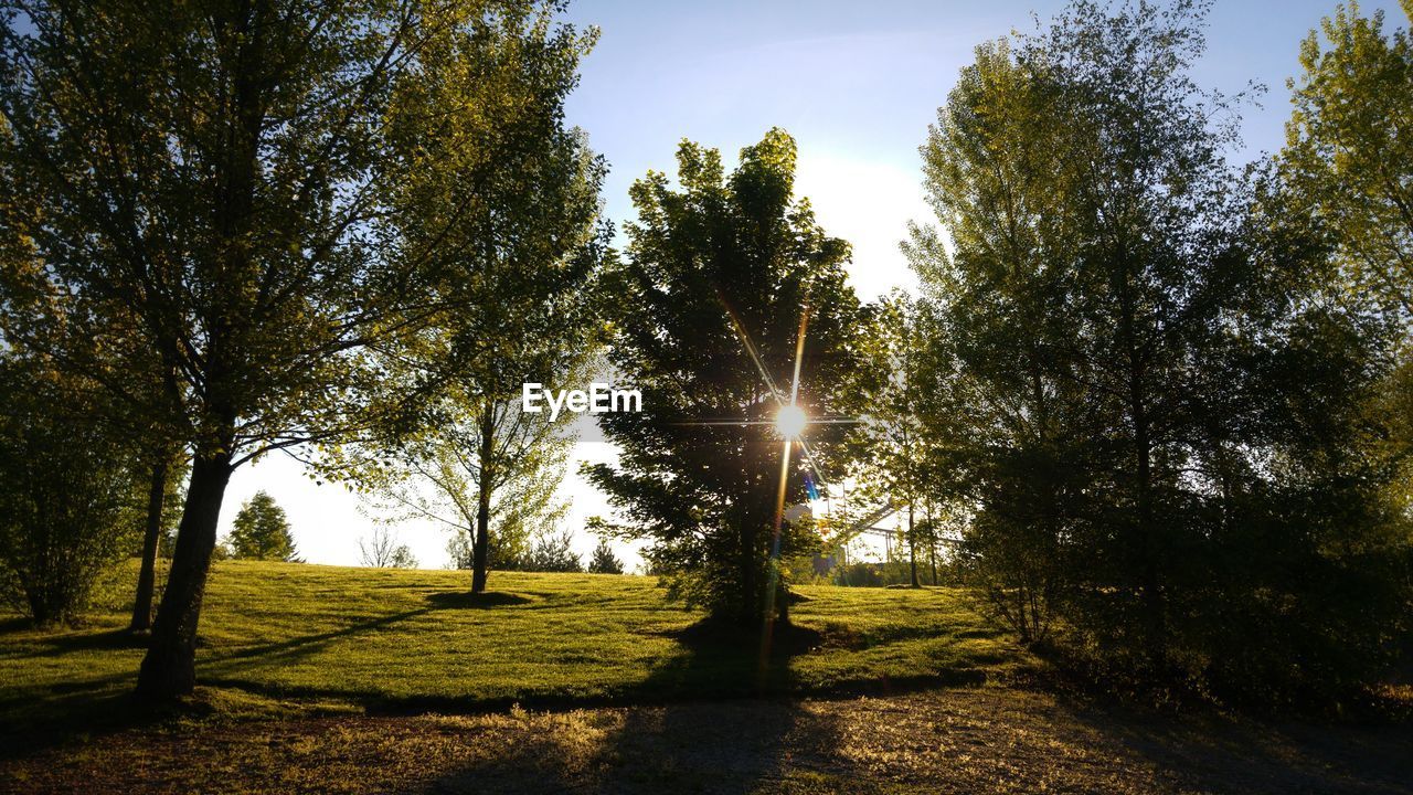 Trees against sky