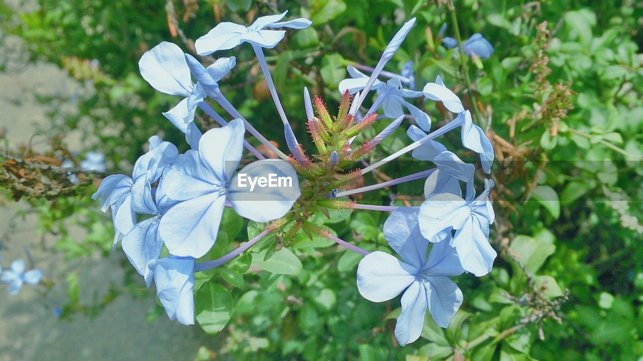 Close-up view of blue flowers