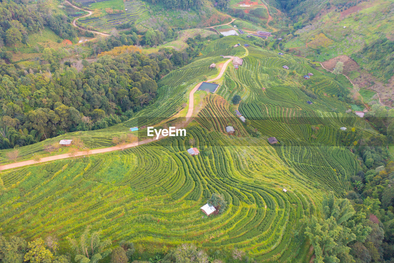 SCENIC VIEW OF RICE PADDY