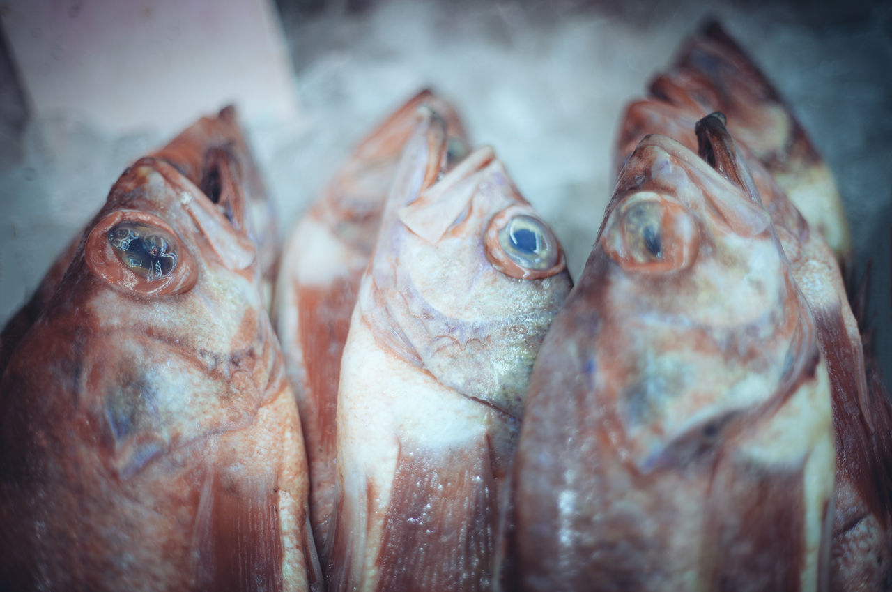 CLOSE-UP OF FISHES IN MARKET