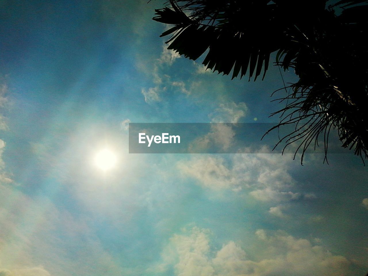 LOW ANGLE VIEW OF TREES AGAINST SKY