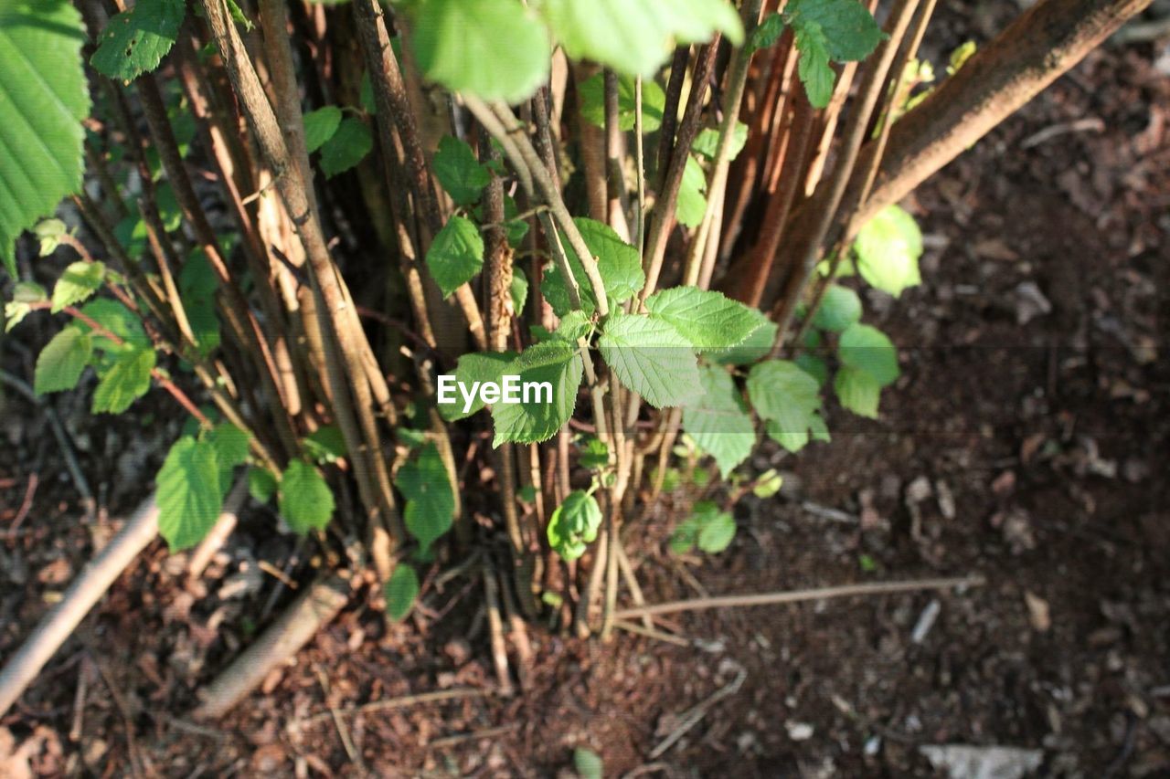 Plant growing on field