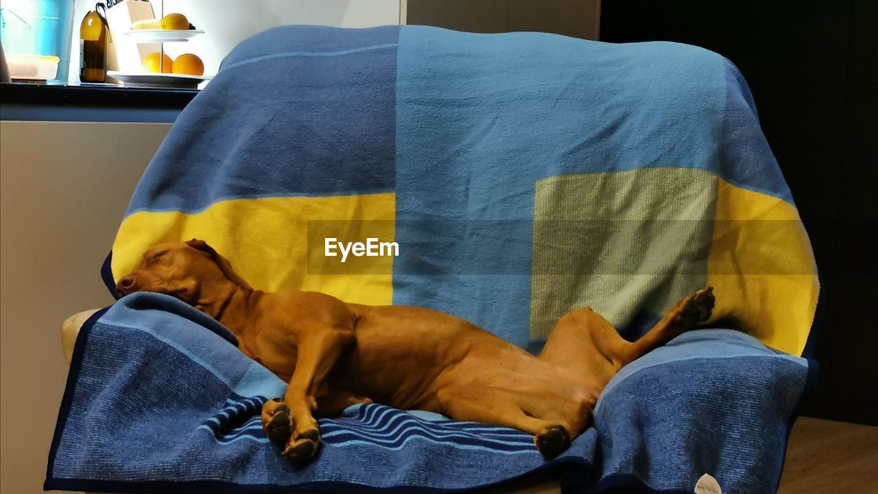 VIEW OF A DOG RESTING ON THE FLOOR