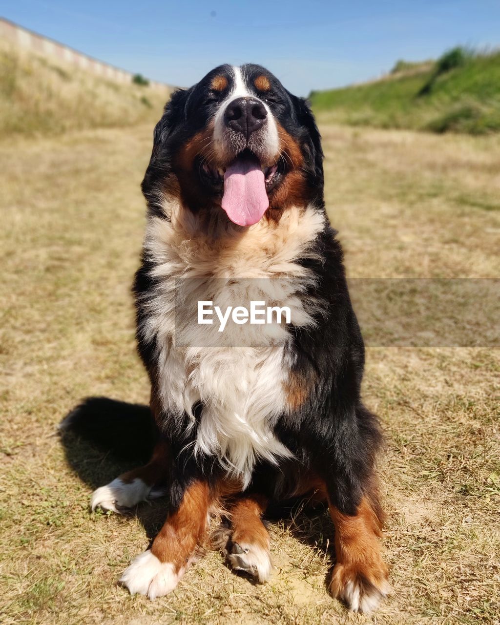 DOG LOOKING AWAY ON FIELD