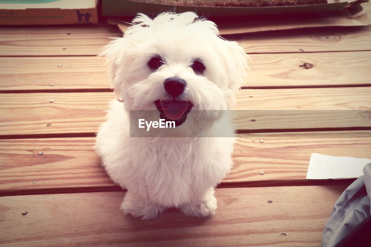 PORTRAIT OF DOG ON TABLE AT HOME