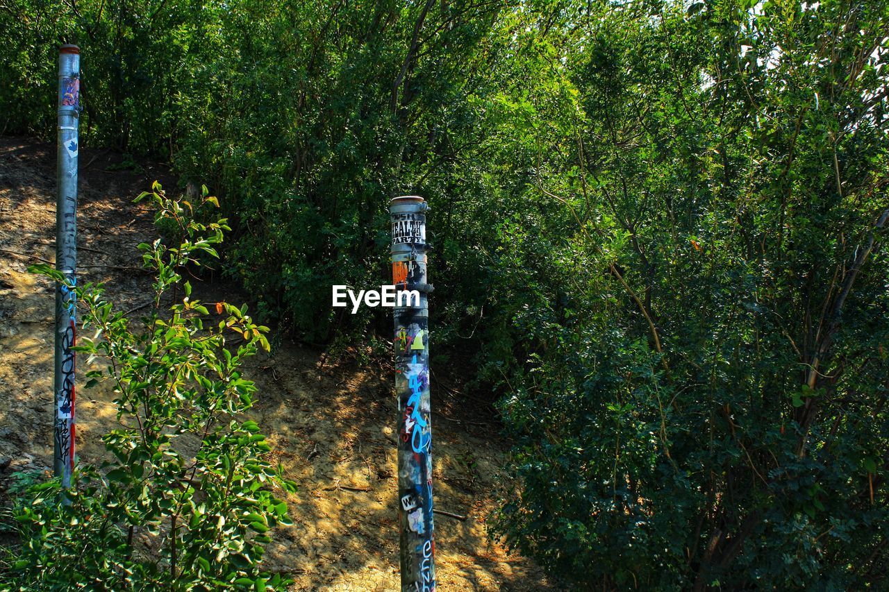 HIGH ANGLE VIEW OF TREES AND PLANTS IN FOREST